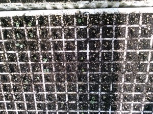 Starting Seeds Saves You $