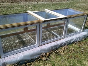 starting your own seeds is frugal