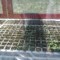starting seeds, frugal gardening, greenhouse