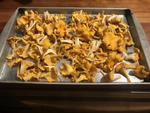 Mushrooms, Chanterelles, Frugal Foraging